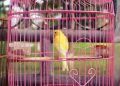 Jaga Burung Kesayangan: Cegah Penyakitnya