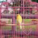 Jaga Burung Kesayangan: Cegah Penyakitnya