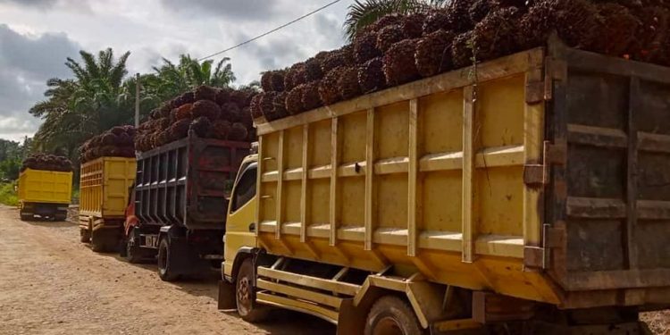 Kalteng 2025: Rp 4,3 T Dana Transfer, DBH Paling Besar