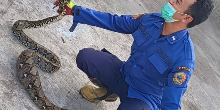 Ular di Motor: Waspada Hujan di Kintap