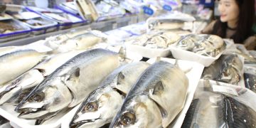 Mackerel Mania: Prices Top 10,000 Won
