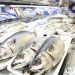 Mackerel Mania: Prices Top 10,000 Won
