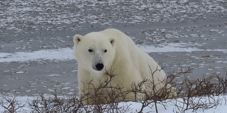 5 Keajaiban Hidup Greenland: Hewan yang Mengagumkan