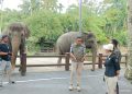 Mason Elephant Park Tunduk Usai SP-II BKSDA Bali