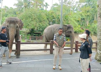 Mason Elephant Park Tunduk Usai SP-II BKSDA Bali