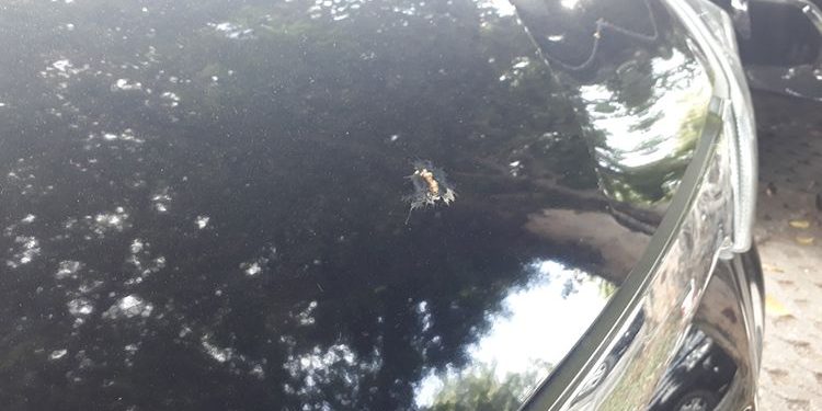 Kotoran Burung di Mobil? 5 Jurus Jitu Bersih Seketika!