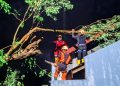 Pohon Tumbang Massal di Sleman Akibat Badai